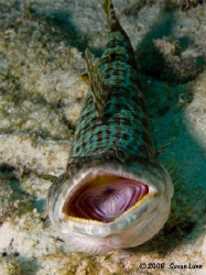 Sand Diver / Lizardfish 
Bonaire April 2008
Canon Digit... by Susan Lunn 